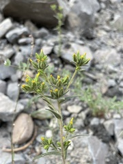 Madia glomerata