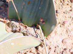 Welwitschia mirabilis