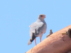 Melierax canorus argentior