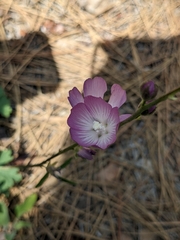 Sidalcea