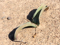 Welwitschia mirabilis image