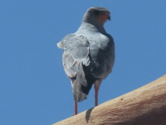 Melierax canorus argentior