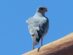 Melierax canorus argentior