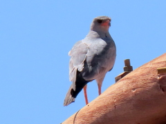 Melierax canorus argentior
