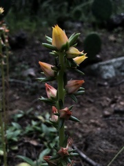Echeveria
