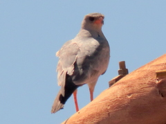 Melierax canorus argentior