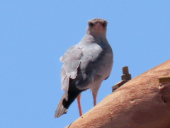 Melierax canorus argentior