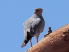 Melierax canorus argentior