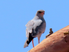 Melierax canorus argentior