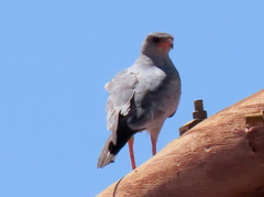 Melierax canorus argentior