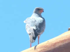 Melierax canorus argentior