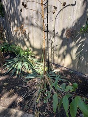 Yucca flaccida
