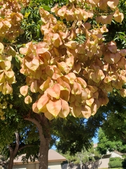 Koelreuteria paniculata