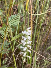 Spiranthes incurva