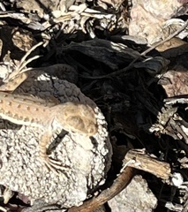 Callisaurus draconoides