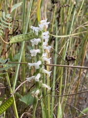 Spiranthes incurva