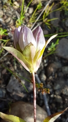 Gentiana rubricaulis