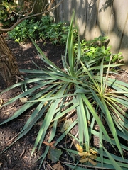 Yucca flaccida