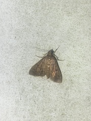 Herpetogramma phaeopteralis