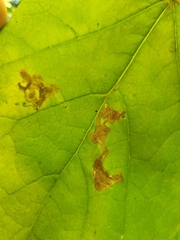 Amauromyza pleuralis