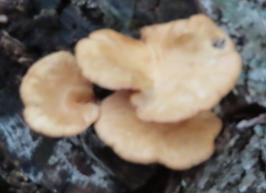 Craterellus ignicolor