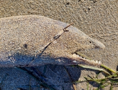 Muraena helena