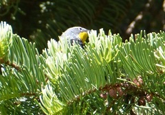 Setophaga coronata auduboni