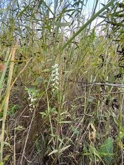 Spiranthes incurva