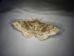 Xerodes rufescentaria