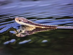 Thamnophis saurita saurita