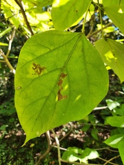 Amauromyza pleuralis