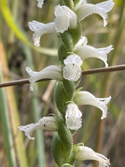 Spiranthes incurva