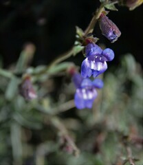 Penstemon
