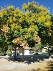 Koelreuteria paniculata