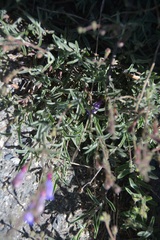 Penstemon