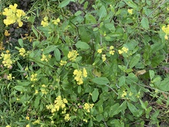 Rhamphospermum nigrum