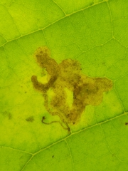 Amauromyza pleuralis