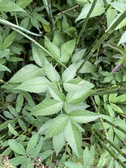 Cicuta douglasii