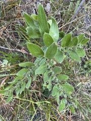 Lithospermum decipiens