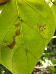 Amauromyza pleuralis