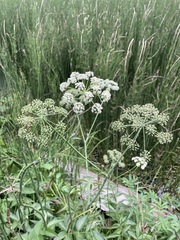 Cicuta douglasii