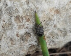 Holcogaster fibulata