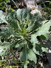 Brassica rapa