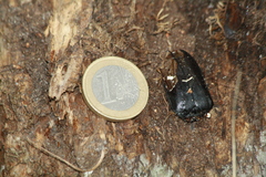 Prionus coriarius