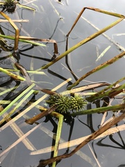 Sparganium fluctuans