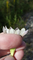Gentiana rubricaulis