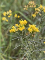 Euthamia caroliniana
