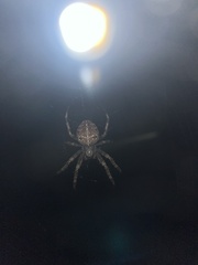 Neoscona arabesca