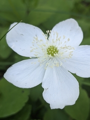 Anemonastrum deltoideum