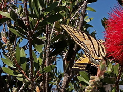 Papilio multicaudata multicaudata